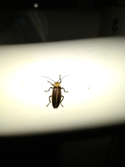 Lampyridae