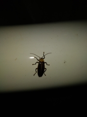 Lampyridae