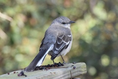 Mimus polyglottos