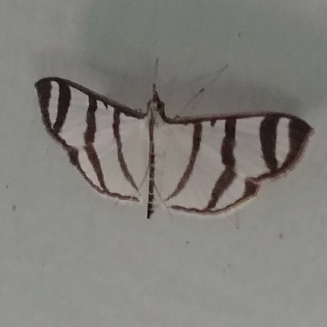 Zebra Pyrale