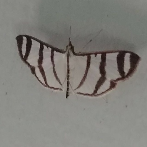 Zebra Pyrale