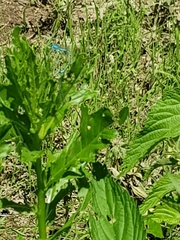 Enallagma cyathigerum