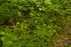 Thaspium trifoliatum