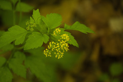 Thaspium trifoliatum