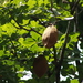 Cacao de Monte - Photo (c) Giovanny Stiven Castro, algunos derechos reservados (CC BY-NC), subido por Giovanny Stiven Castro