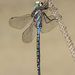 Canada Darner - Photo (c) Jim Johnson, some rights reserved (CC BY-NC-ND)