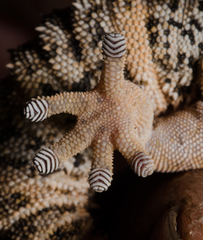 Pachydactylus rugosus