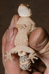 Pachydactylus rugosus