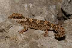 Pachydactylus rugosus