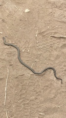 Diadophis punctatus similis
