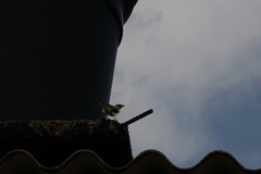 Ammodramus aurifrons