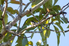 Lanius collurioides