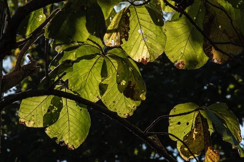 Teak