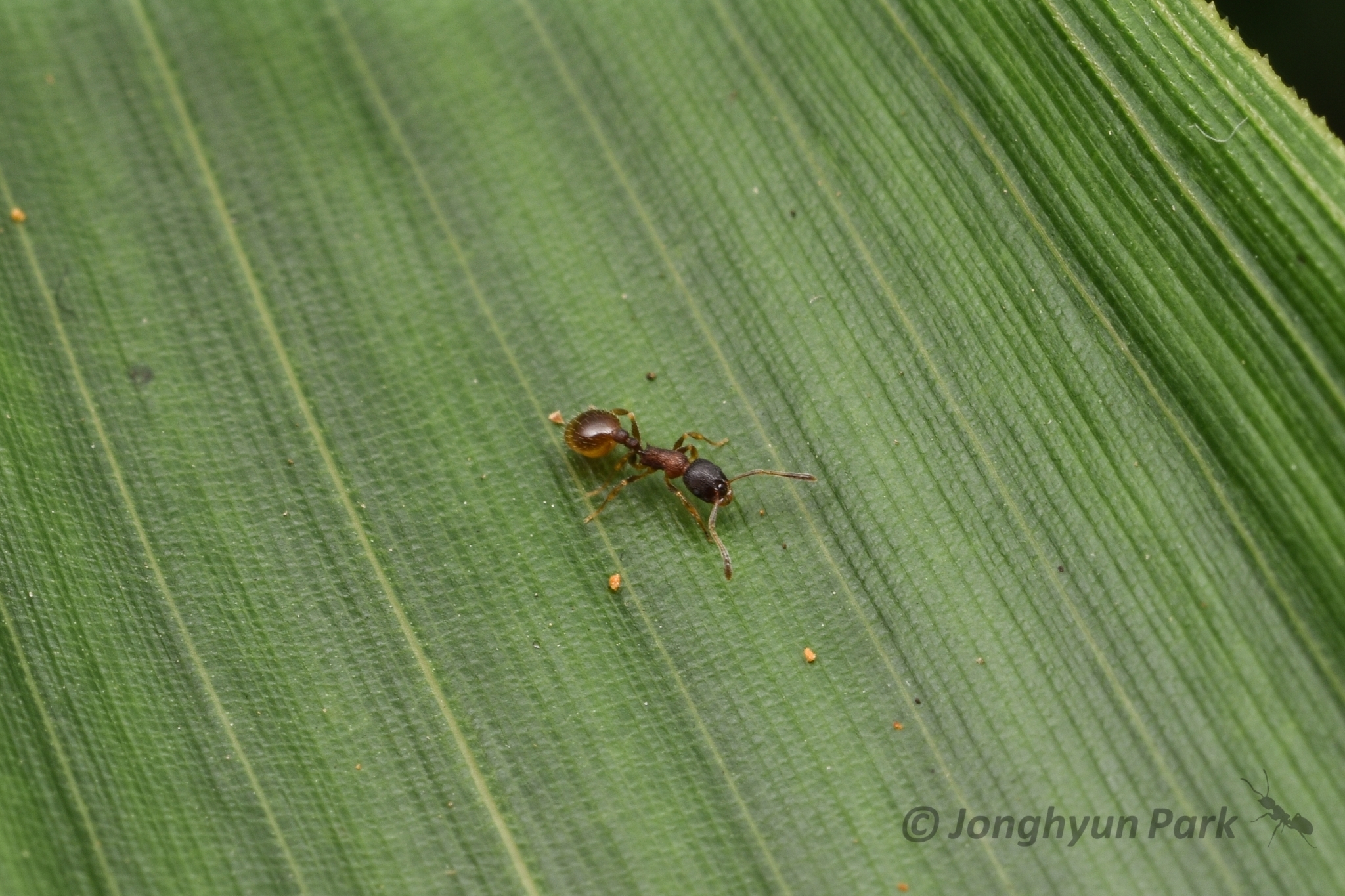 Temnothorax michali