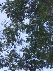 Psittacula alexandri