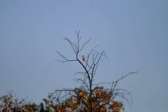 Microhierax caerulescens