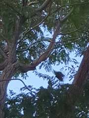 Psittacula alexandri