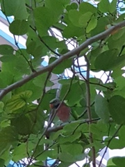 Psittacula alexandri