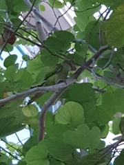 Psittacula alexandri