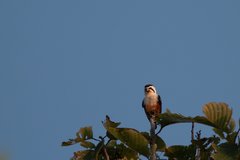 Microhierax caerulescens