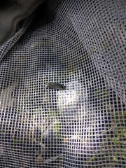 Lamprohiza splendidula