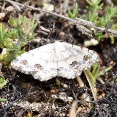 Scopula decorata