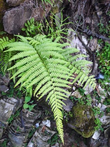Microlepia pseudostrigosa iNat (1)