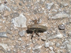 Eupholidoptera smyrnensis