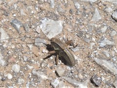 Eupholidoptera smyrnensis