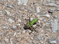 Eupholidoptera smyrnensis