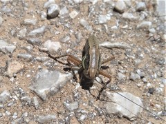 Eupholidoptera smyrnensis