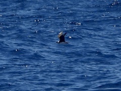 Stercorarius parasiticus