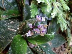 Hedyotis shiuyingiae