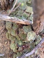 Crassula montana quadrangularis
