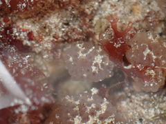Morchellium argus