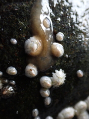 Leptoplana tremellaris