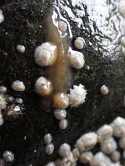 Leptoplana tremellaris