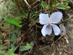 Plagiostigma