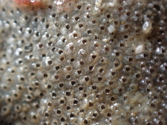 Cryptosula pallasiana