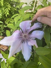 Clematis