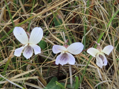 Plagiostigma