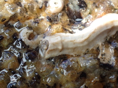 Spirobranchus lamarcki