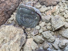 Crassula hemisphaerica