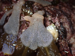 Alcyonidium