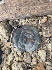 Crassula hemisphaerica
