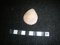 Vasticardium vertebratum