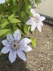 Clematis