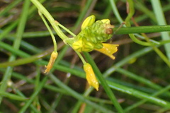Bulbine audreyae
