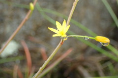 Bulbine audreyae