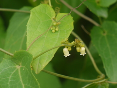Solena heterophylla